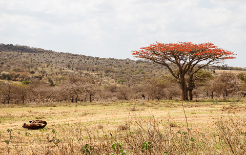flammetræ_gladys_kajiado_hansbach_oxfam-208_825x520px