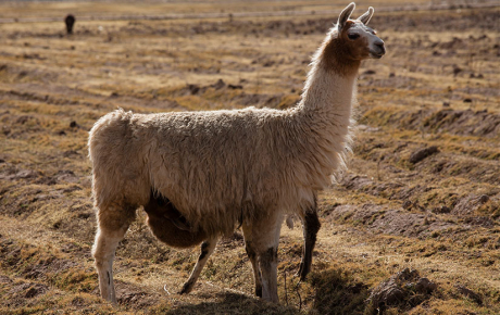 Lama