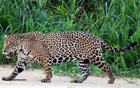 Jaguar