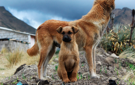 Ejerløse hunde