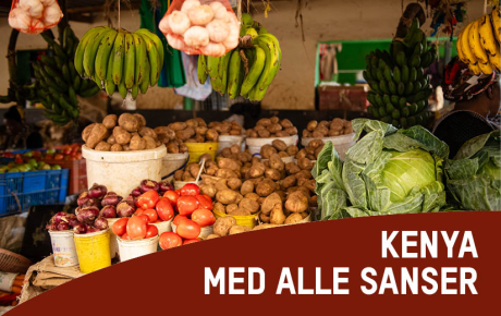 Kenya_med_alle_sanser_2024_825x520.jpg