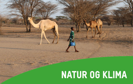 Natur_og_klima_2024_825x520.jpg