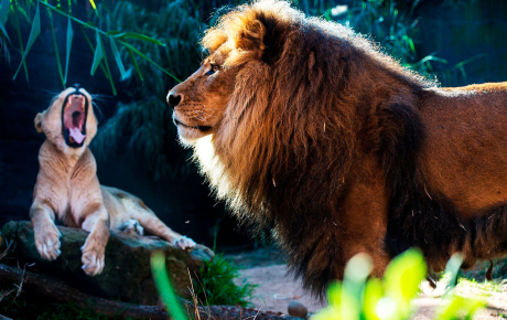 løven_animal-3332729_1280.-pixabay.-825x520px_0.jpg